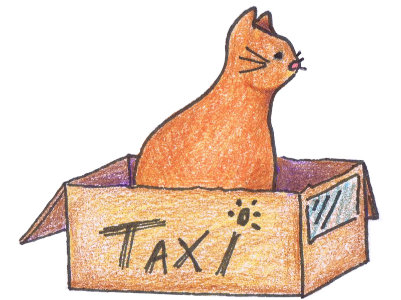 Cat in a box